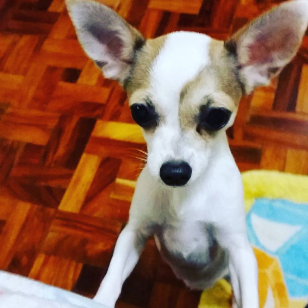 BAMBI