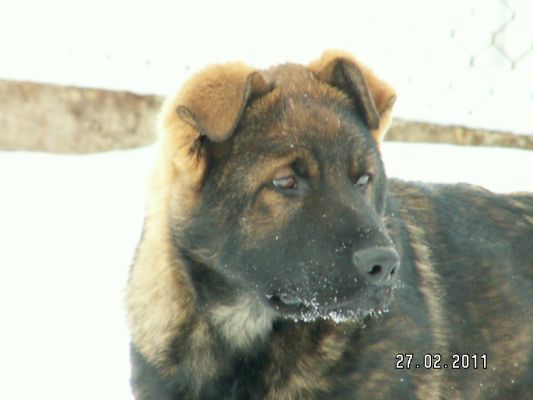 Zoran STASI 4 months