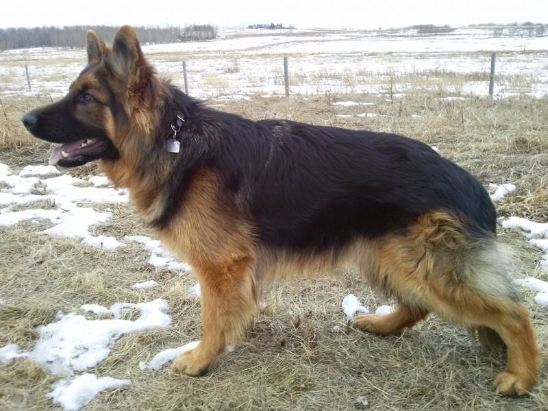 Rex - stack photo @ 14 months
