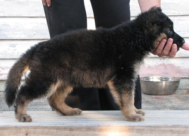 8 weeks old