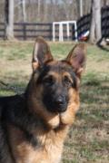 greatestgsd