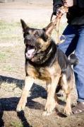 Dragongsd