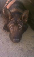 kennel girl