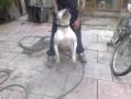 bullpower