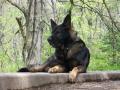 Von Pflegen German Shepherds