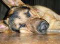 canetheshepherd